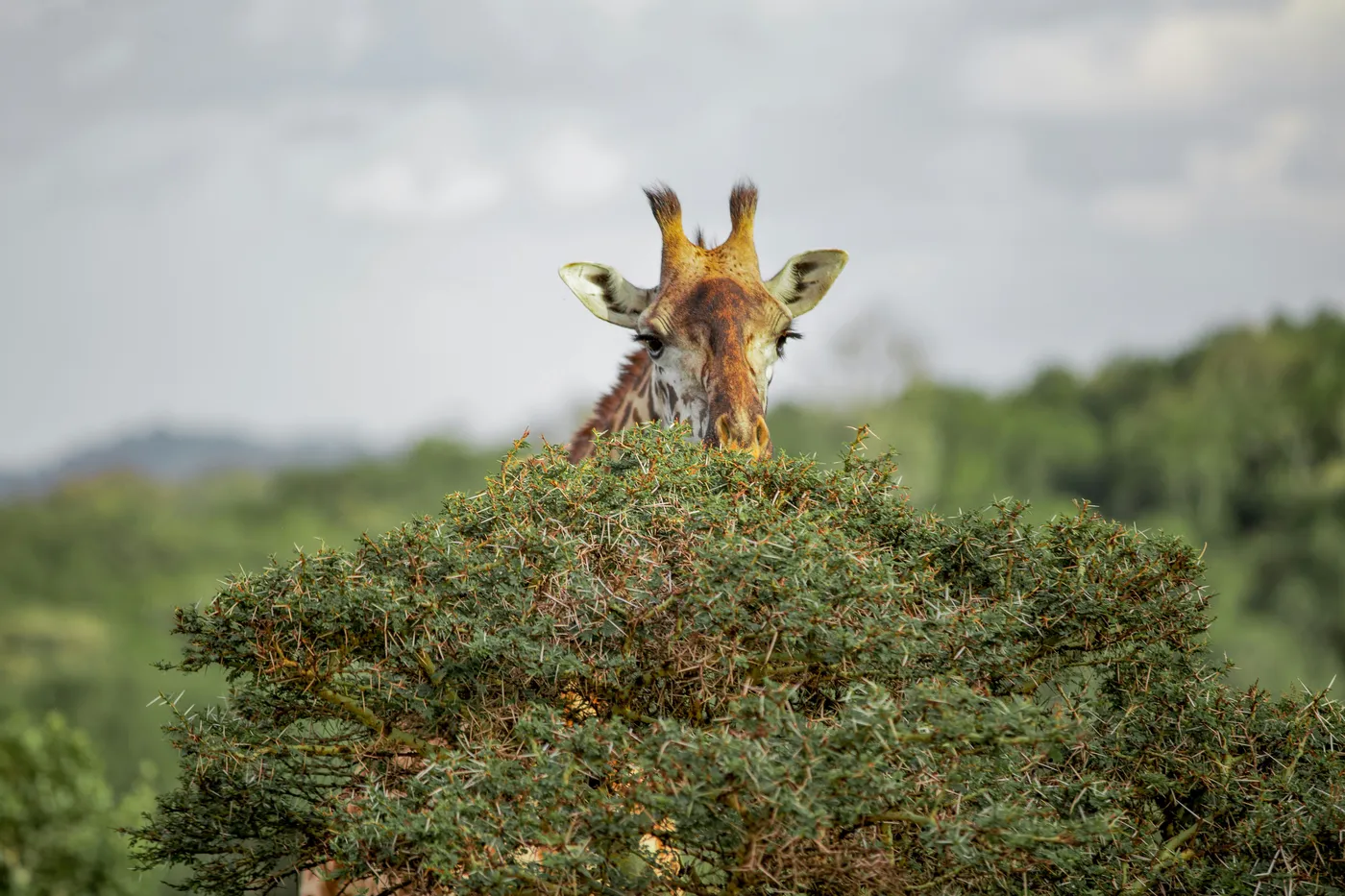 Arusha national park safari view