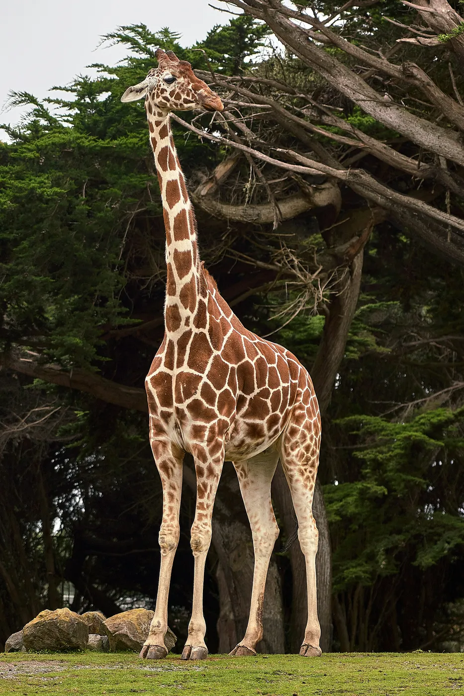 Arusha park landscape and wildlife