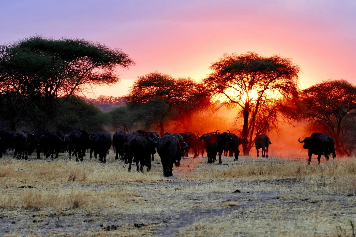 Arusha National Park game drive