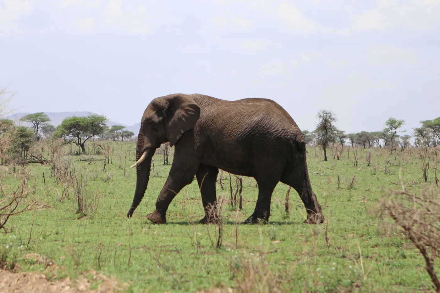 Arusha wildlife encounter