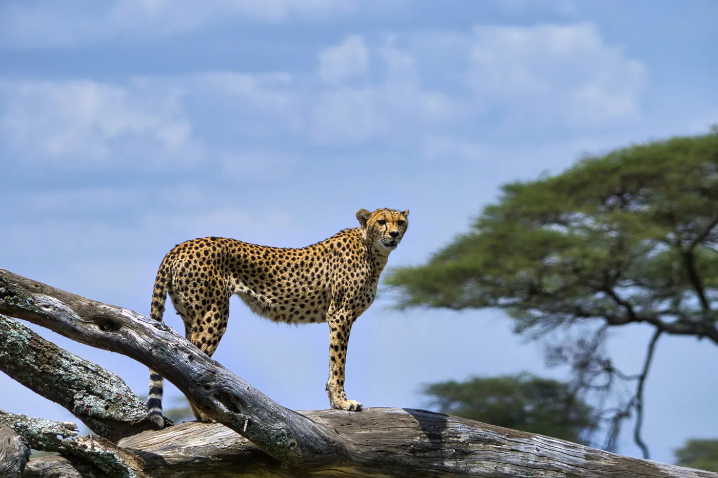 Wide Tarangire panorama