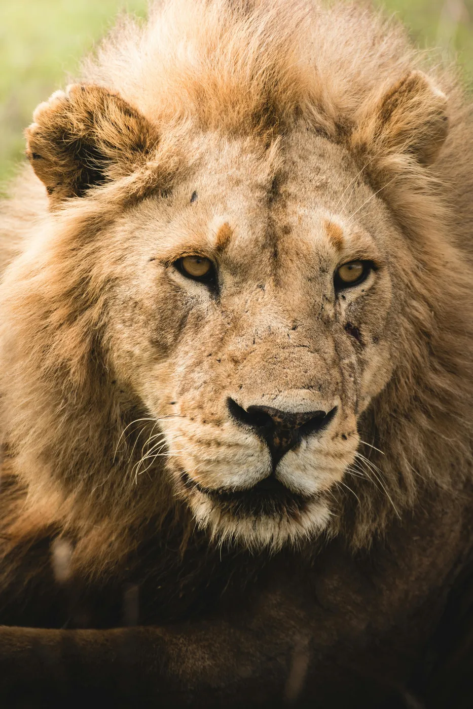 Lion in Tanzania during golden-hour safari light