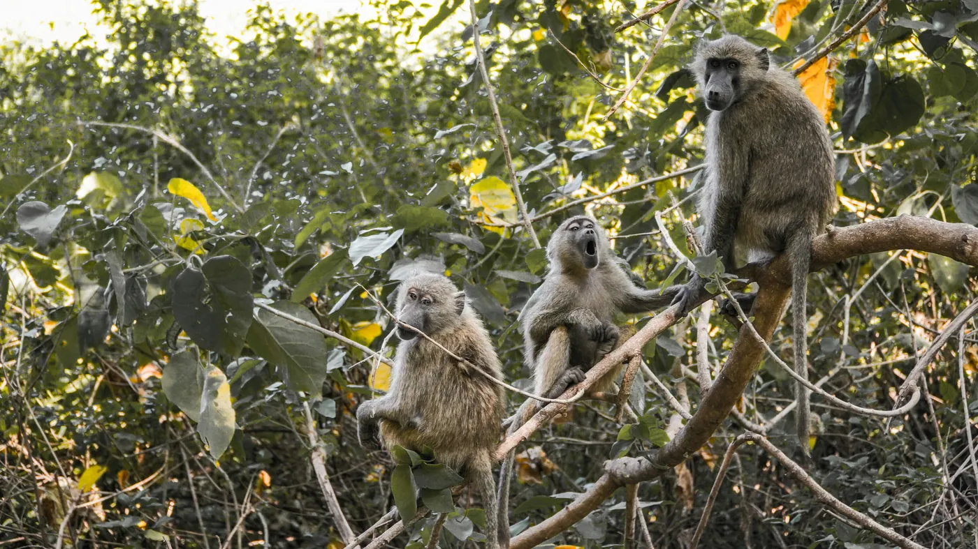 Lake Manyara safari scenery