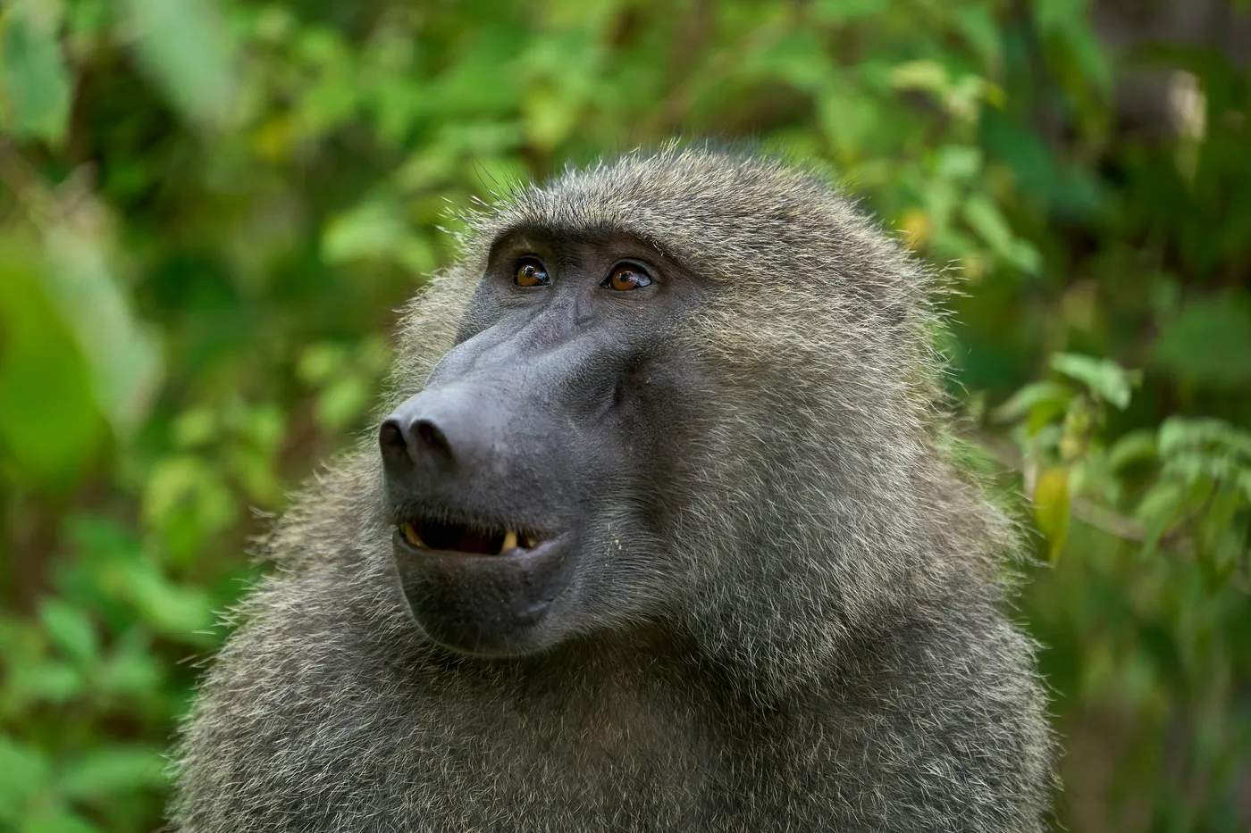 Game drive in Lake Manyara