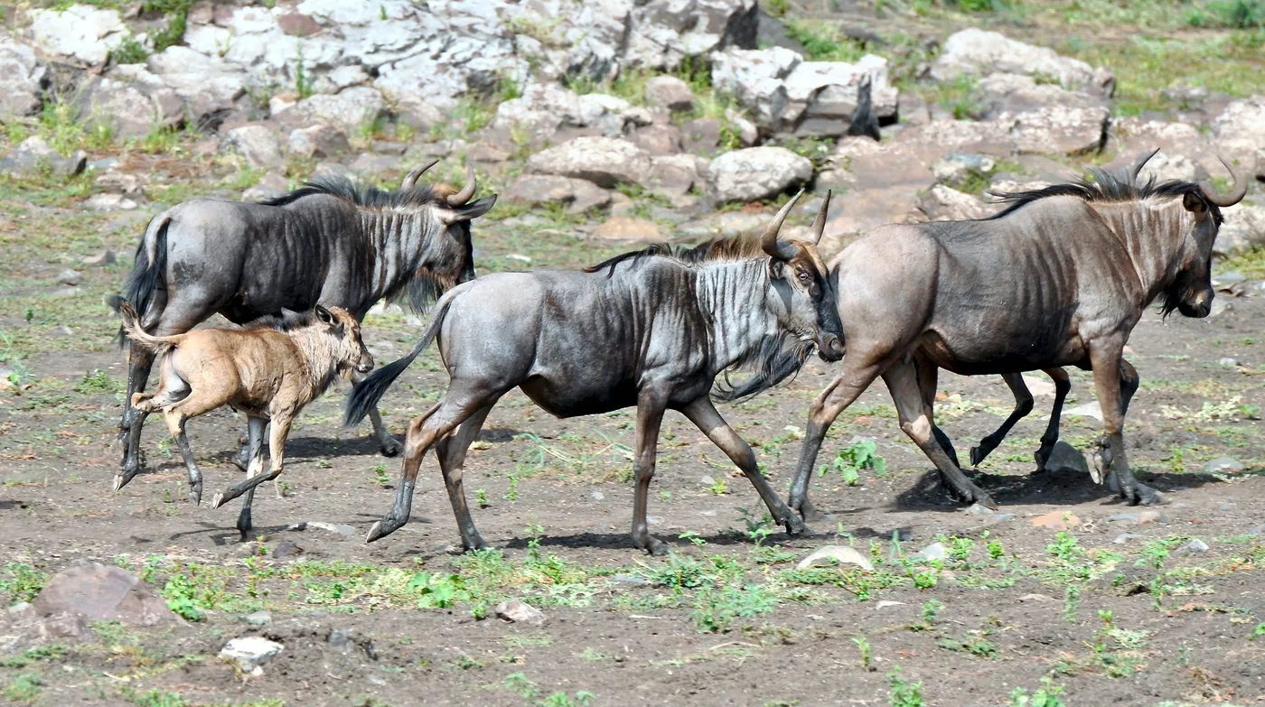Ndutu safari game drive landscape