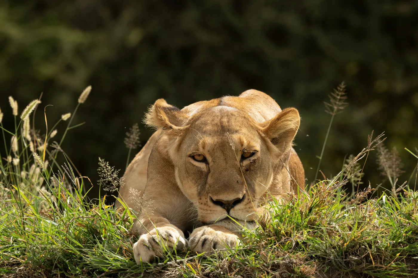 Ndutu wildlife photography