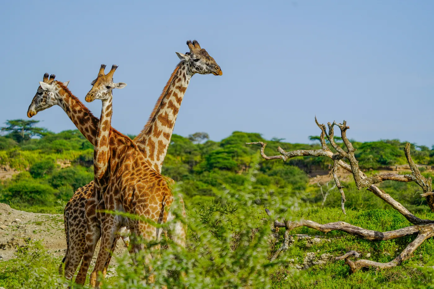 Ndutu panoramic view