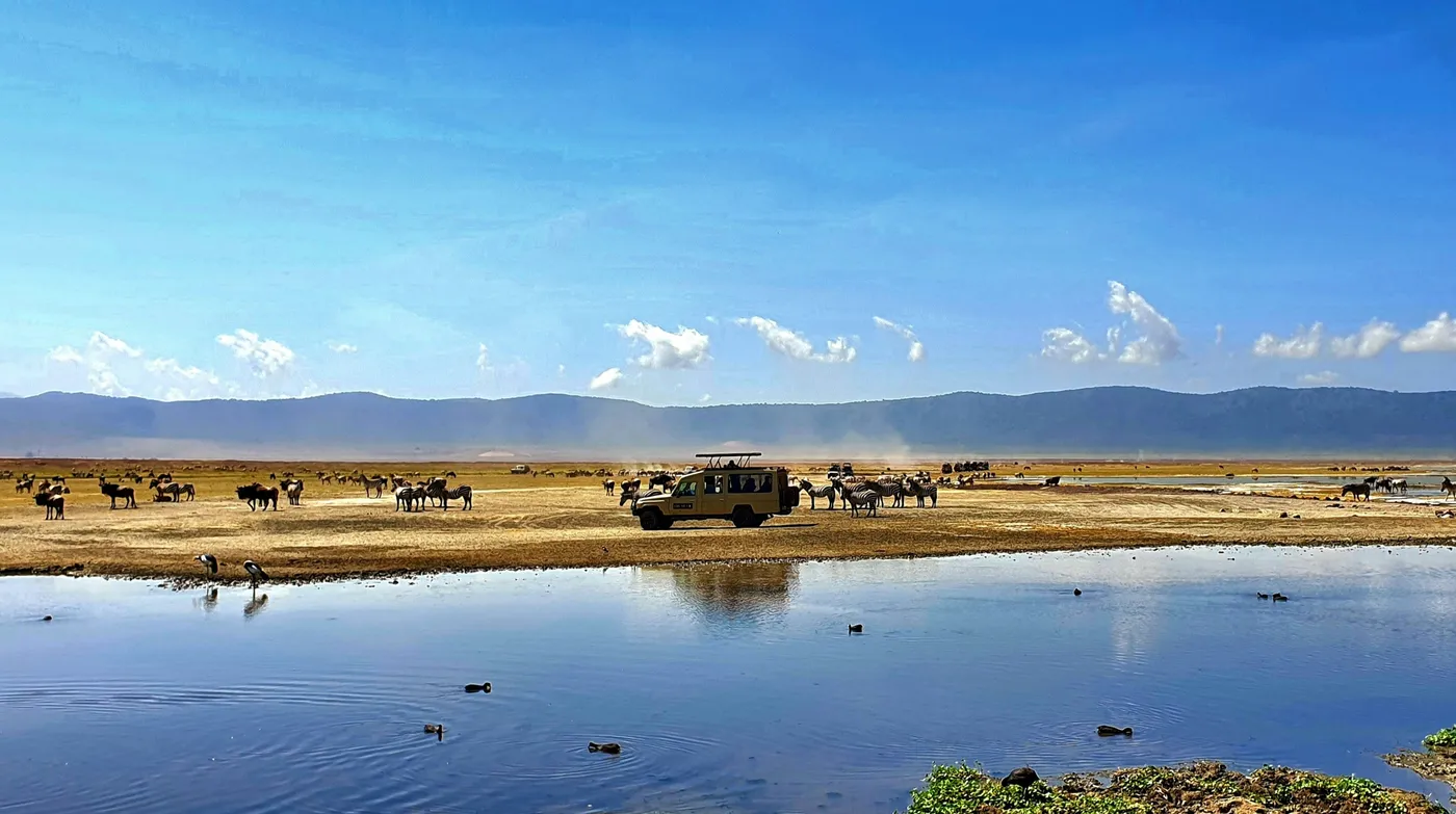 Ngorongoro conservation area safari