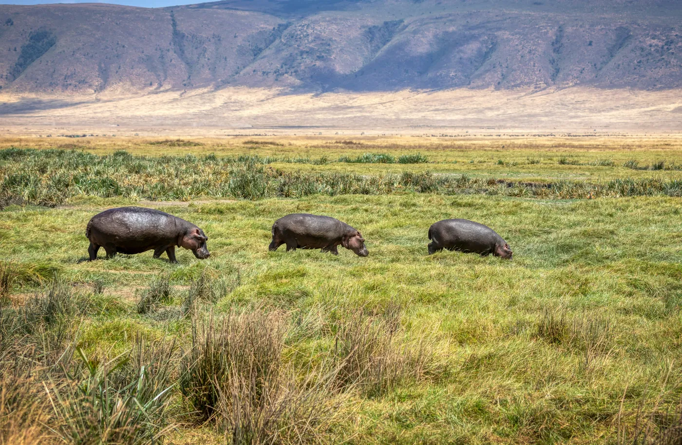 Ngorongoro crater rim view