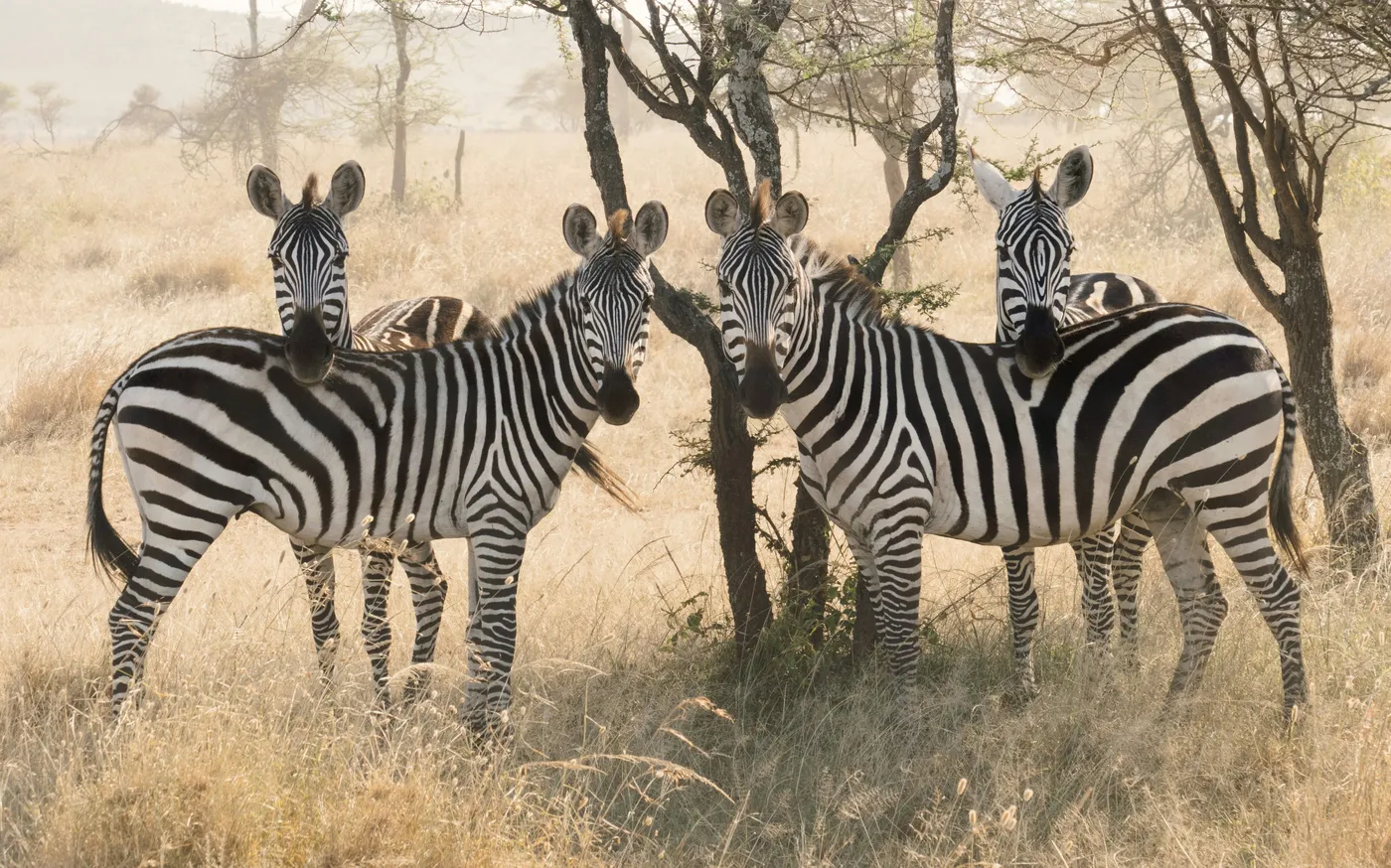 Serengeti game drive scenery