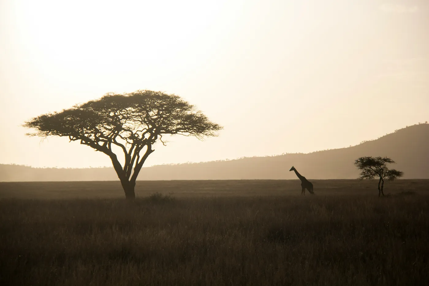 Serengeti wildlife plains