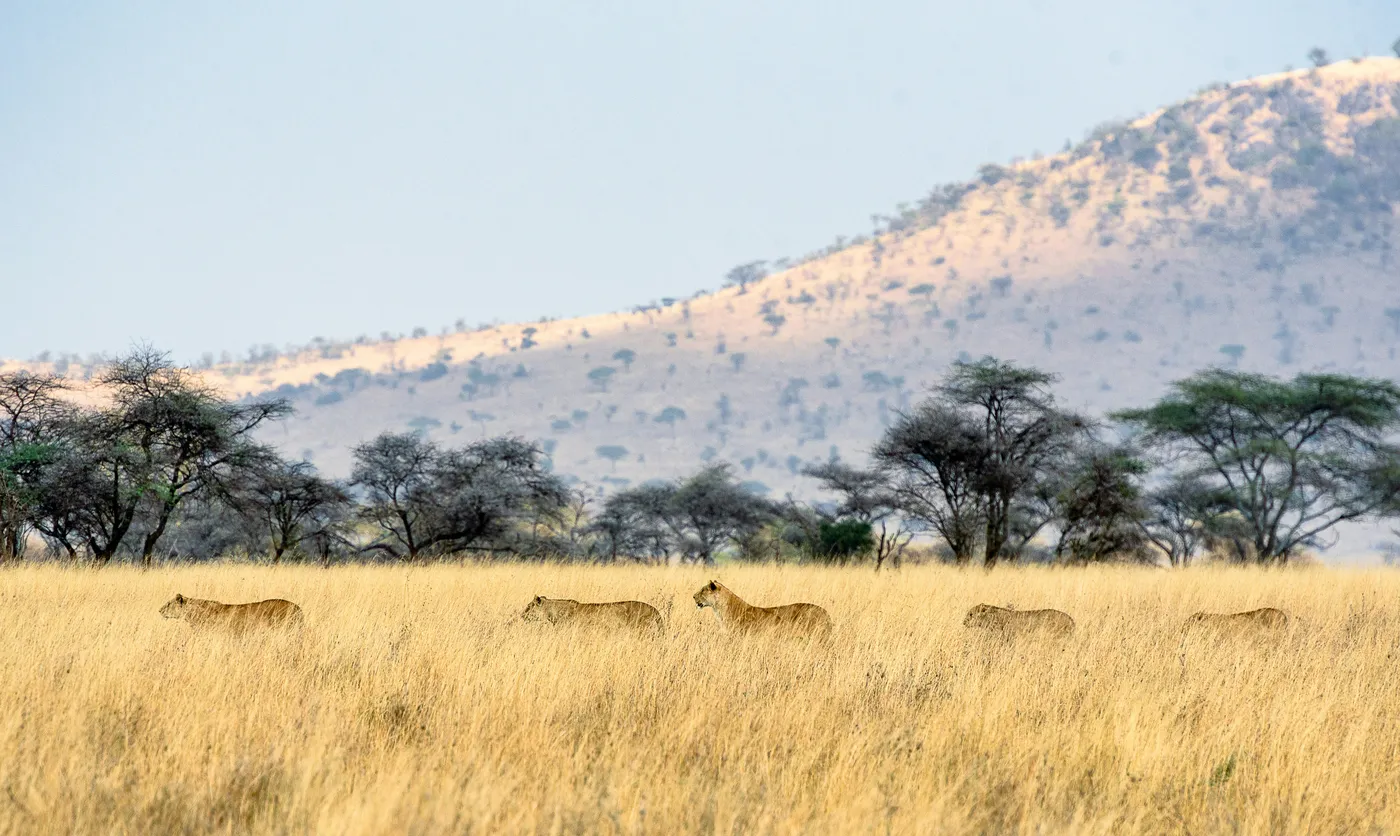 Serengeti wildlife moment